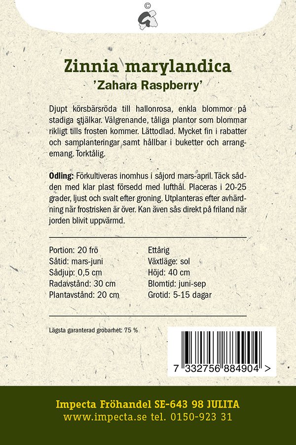 Loistotsinnia 'Zahara Raspberry'