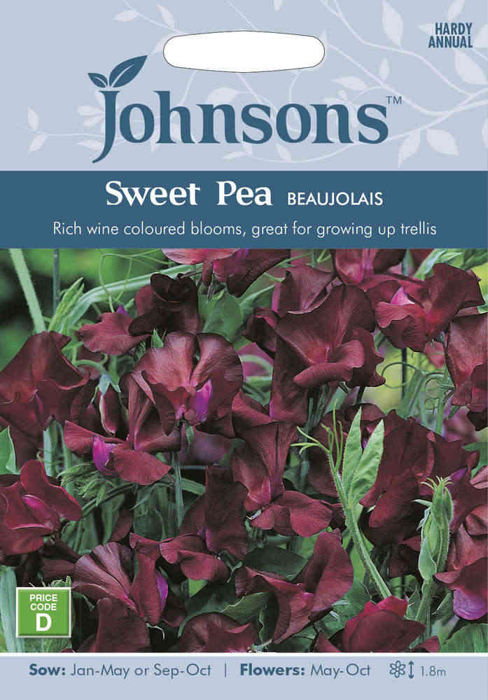 Luktärt 'Beaujolais'