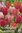 Darwinhybridtulpaner mix 'Flower Parade'