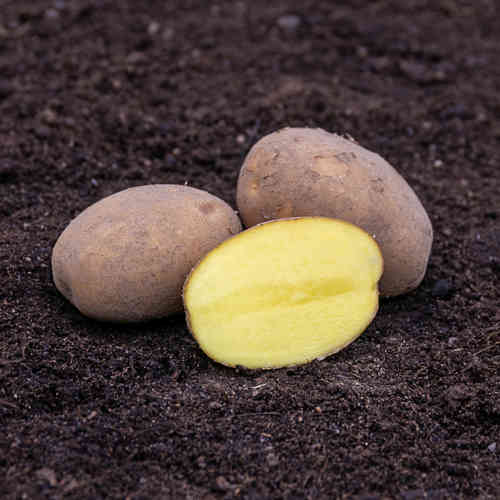Gala sättpotatis 1 kg