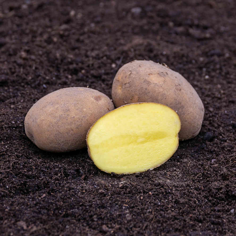 Gala sättpotatis 1 kg