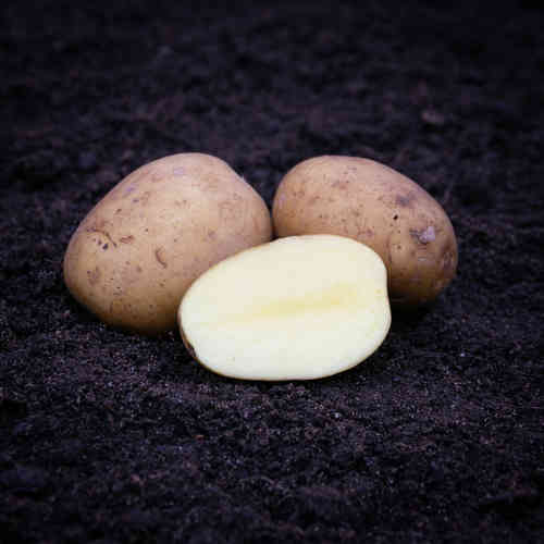Sättpotatis 'Melody' 5 kg