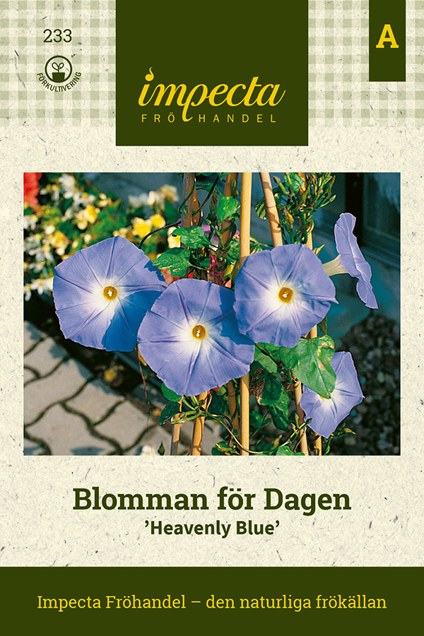 Päivänsini 'Heavenly Blue'