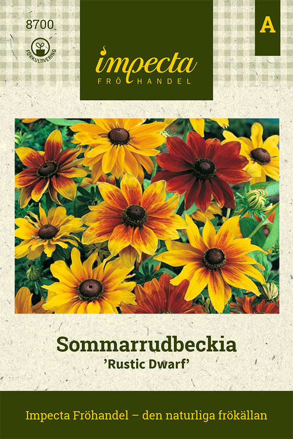 Sommarrudbeckia 'Rustic Dwarf'