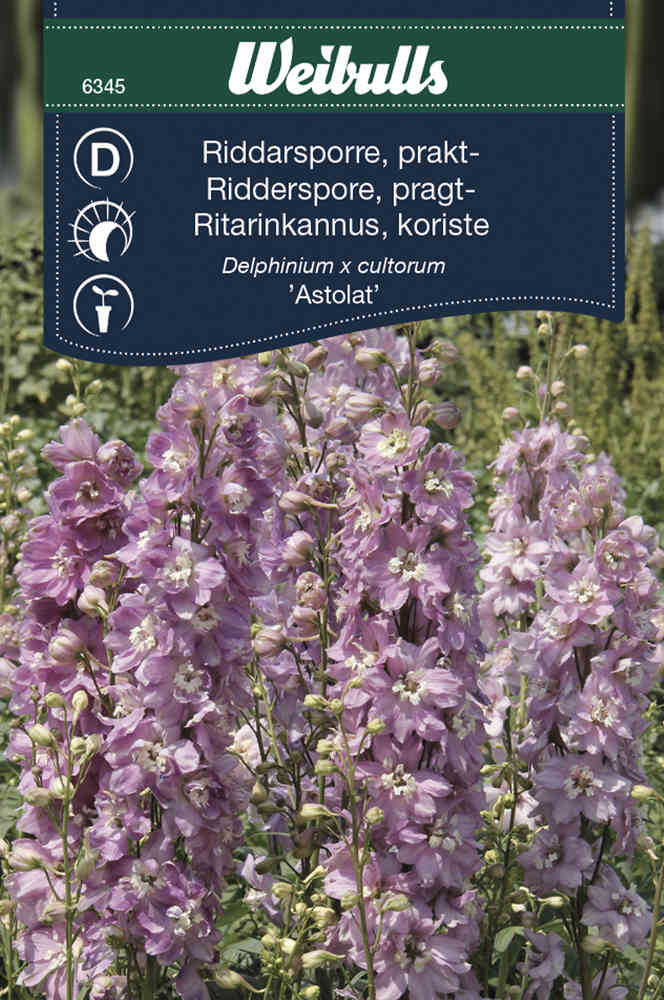 Riddarsporre 'Astolat'