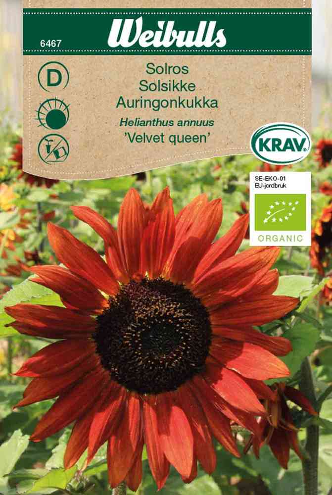 EKO Solros 'Velvet queen'