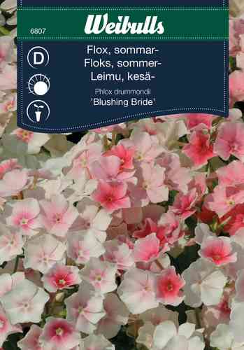 Sommarflox 'Blushing Bride'