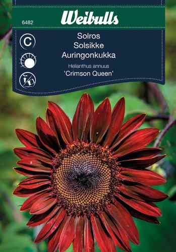 Auringonkukka 'Crimson Queen'
