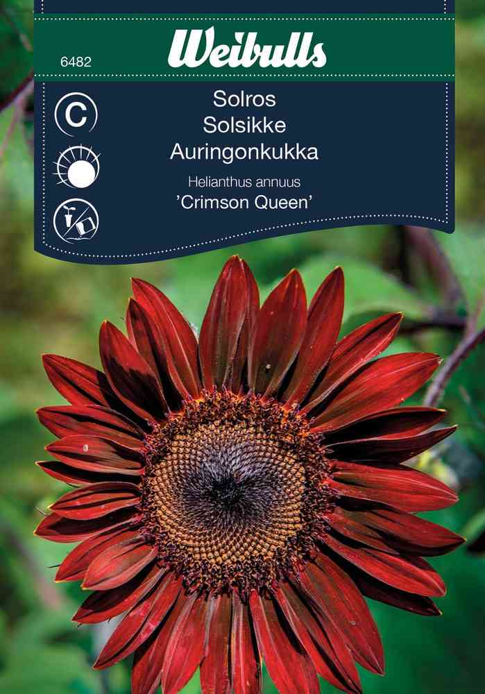 Solros 'Crimson Queen'