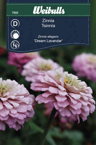 Tsinnia 'Dream Lavender'