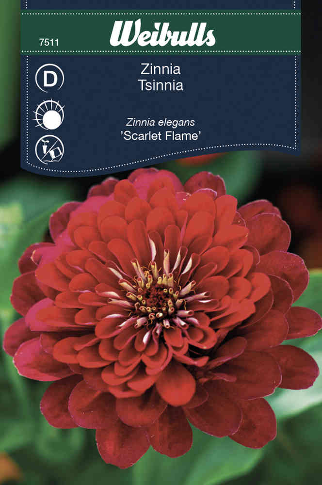 Zinnia 'Scarlet Flame'