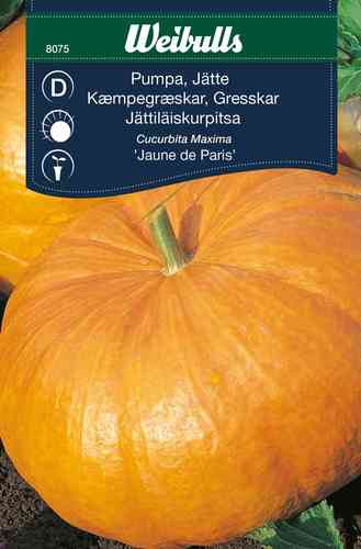 Jättiläiskurpitsa 'Jaune de Paris'