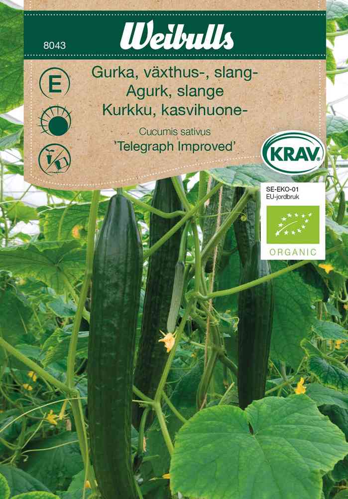 EKO Växthusgurka 'Telegraph Improved'