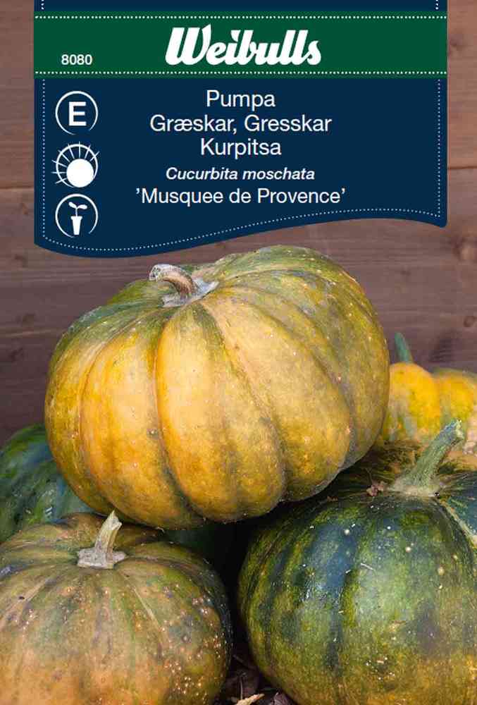 Pumpa 'Musquee de Provence'