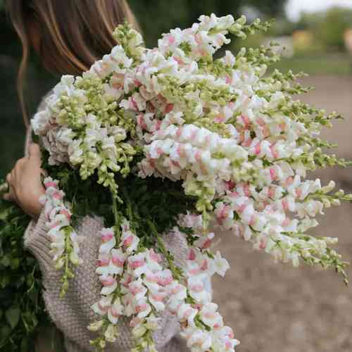 Leijonankita 'Potomac Appleblossom'