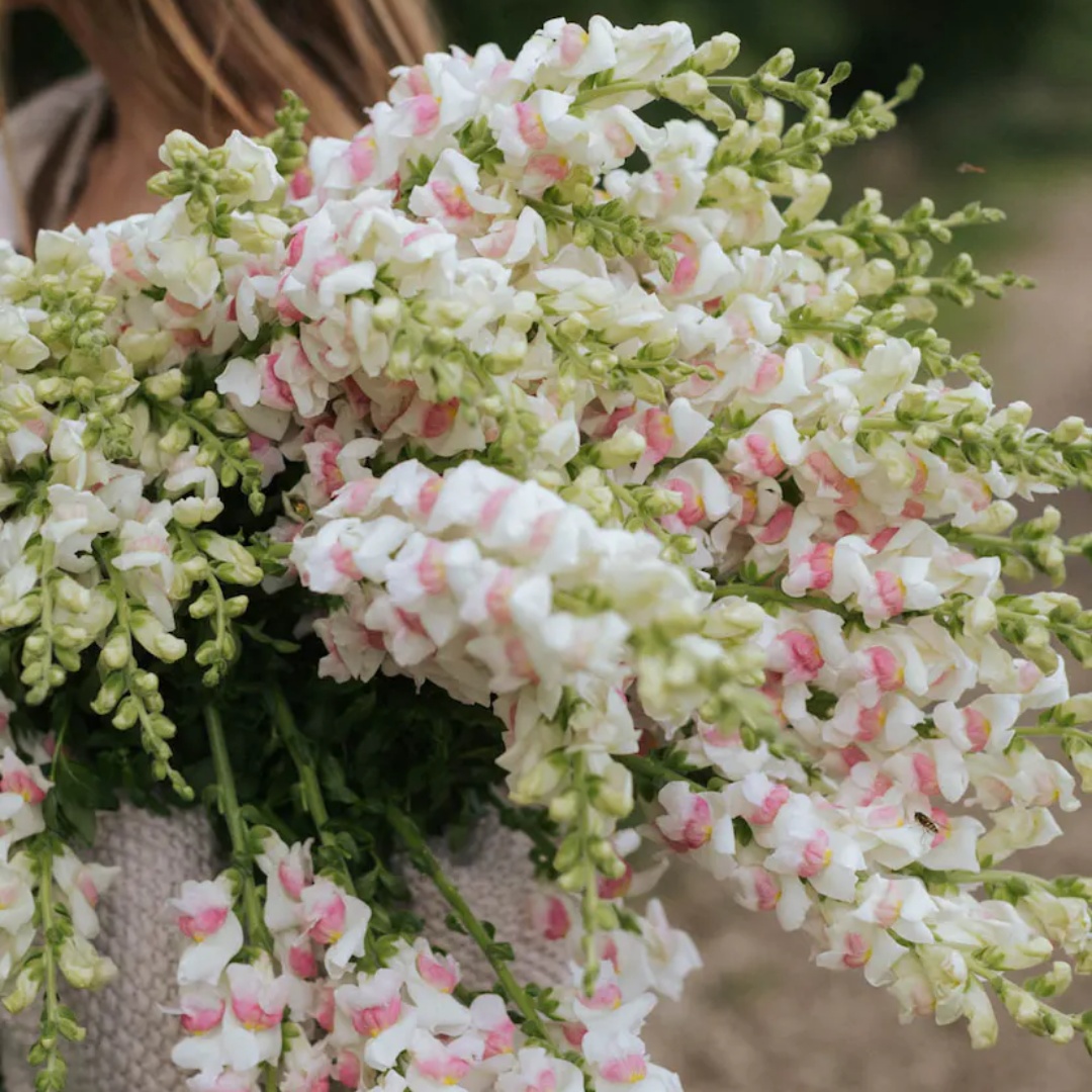Lejongap 'Potomac Appleblossom'