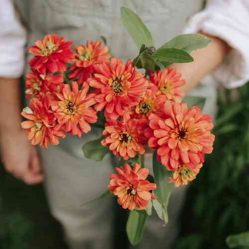 Zinnia 'Profusion Double Deep Salmon'