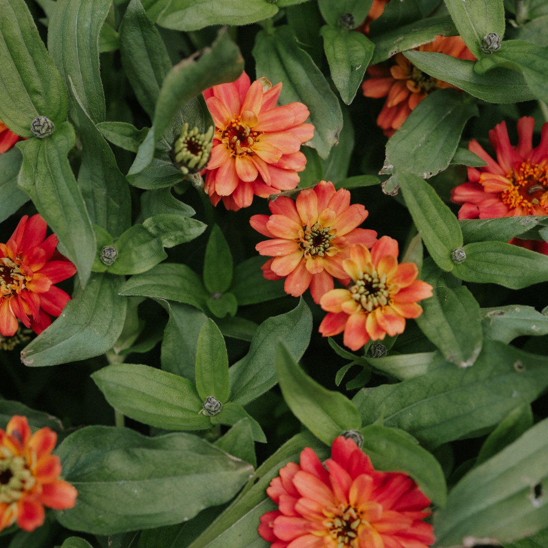Zinnia 'Profusion Double Deep Salmon'