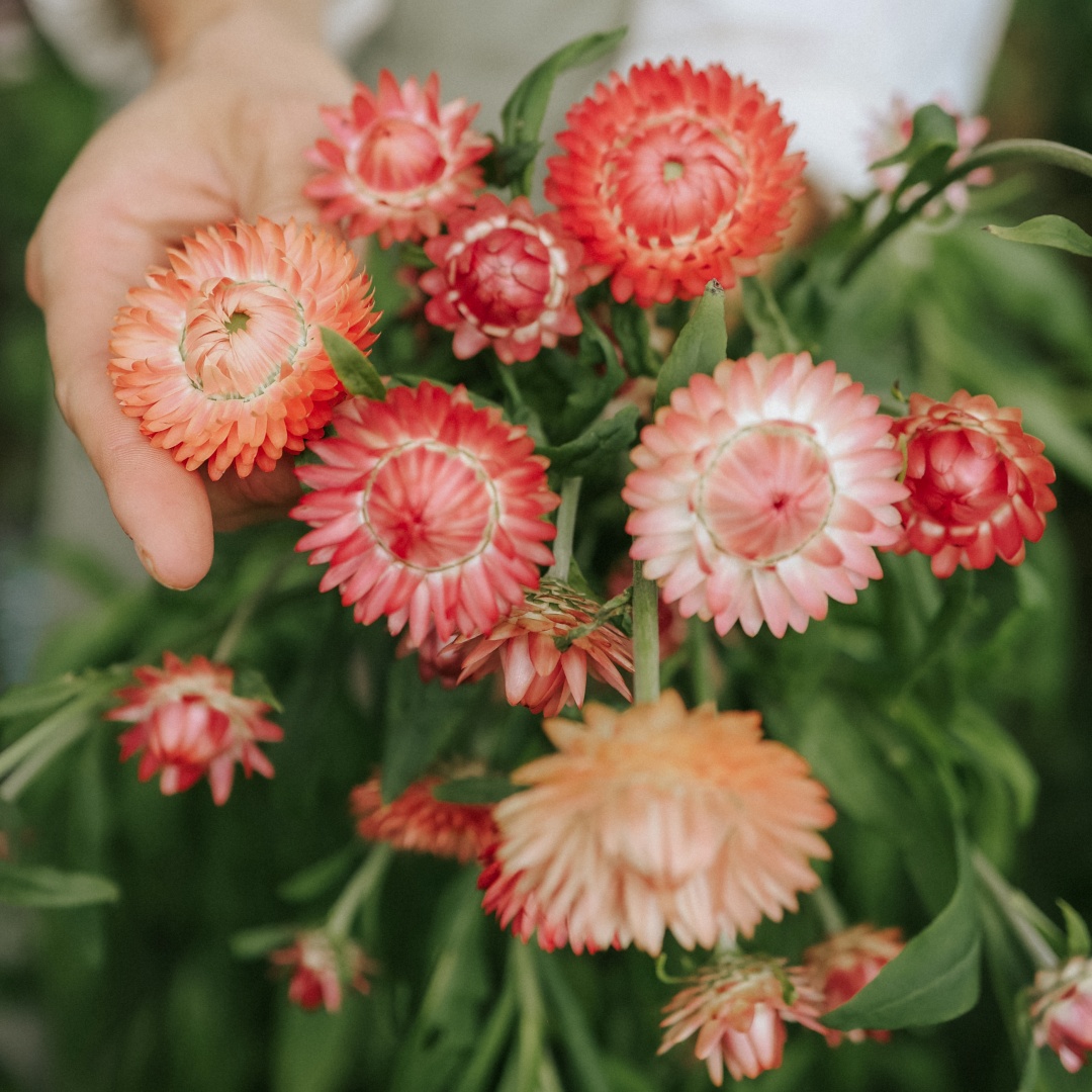 Iso-olkikukka 'Salmon Rose' - MUSTILA PUUTARHA