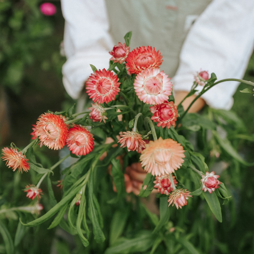 Jätte-eternell 'Salmon Rose'