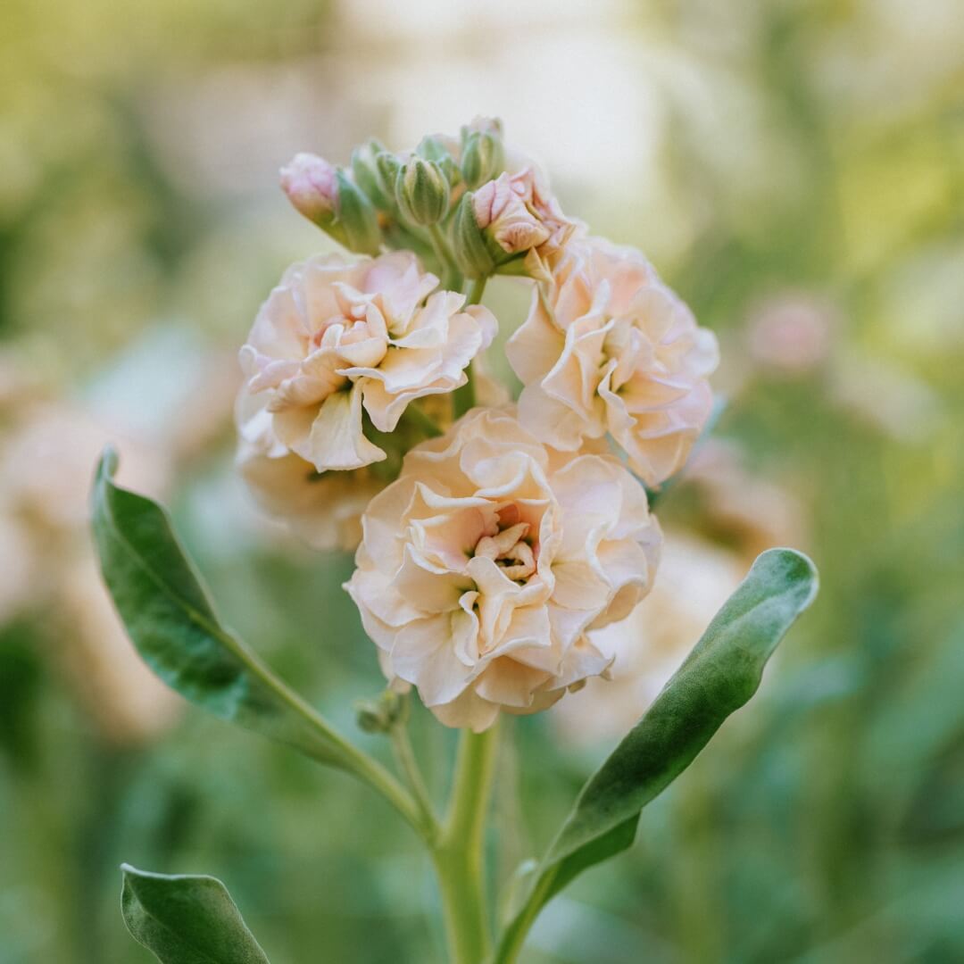 Lövkoja 'Katz Apricot'