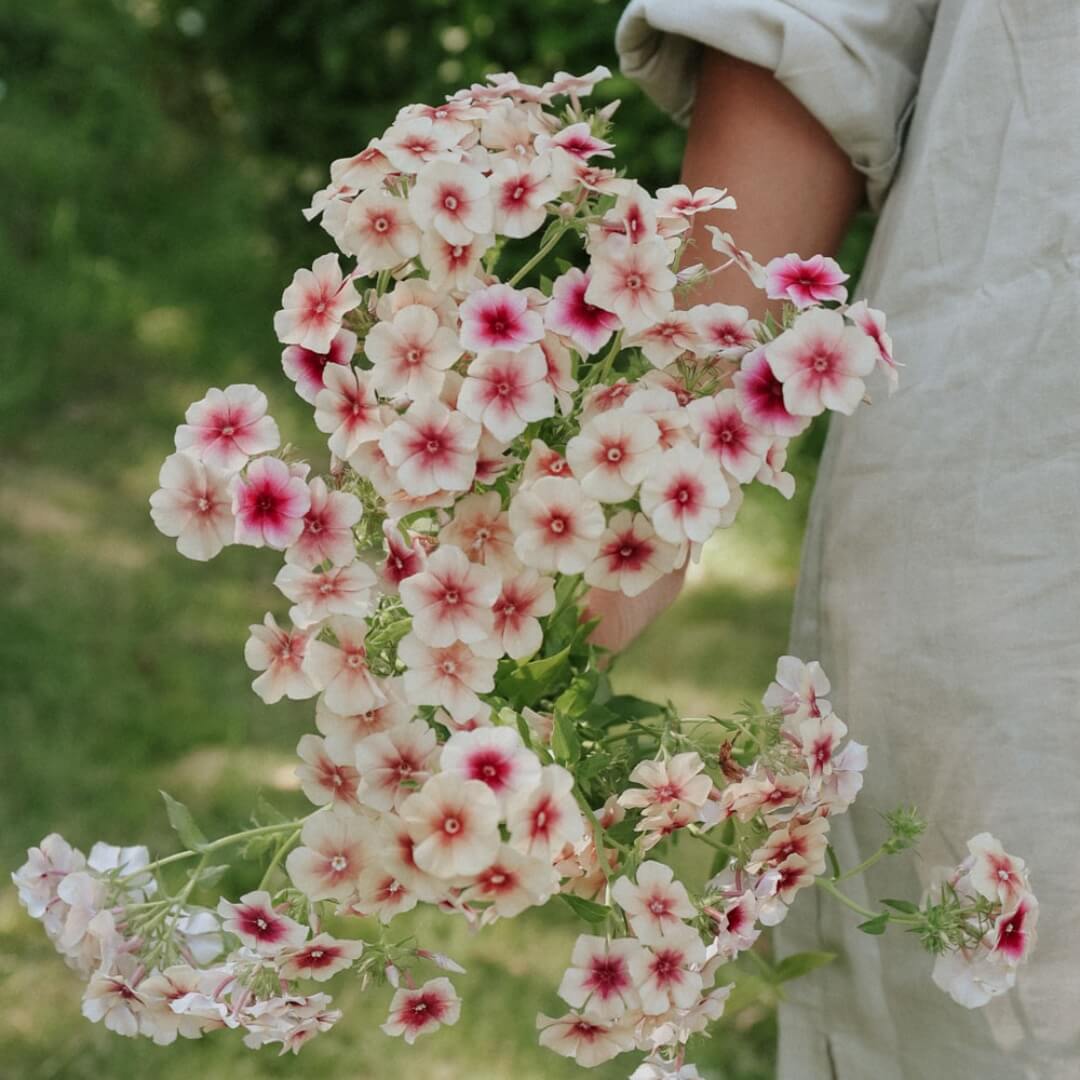 Sommaflox 'Cherry Caramel'
