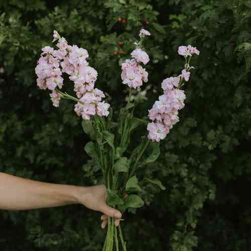 Tarhaleukoija 'Early Iron Cherry Blossom'