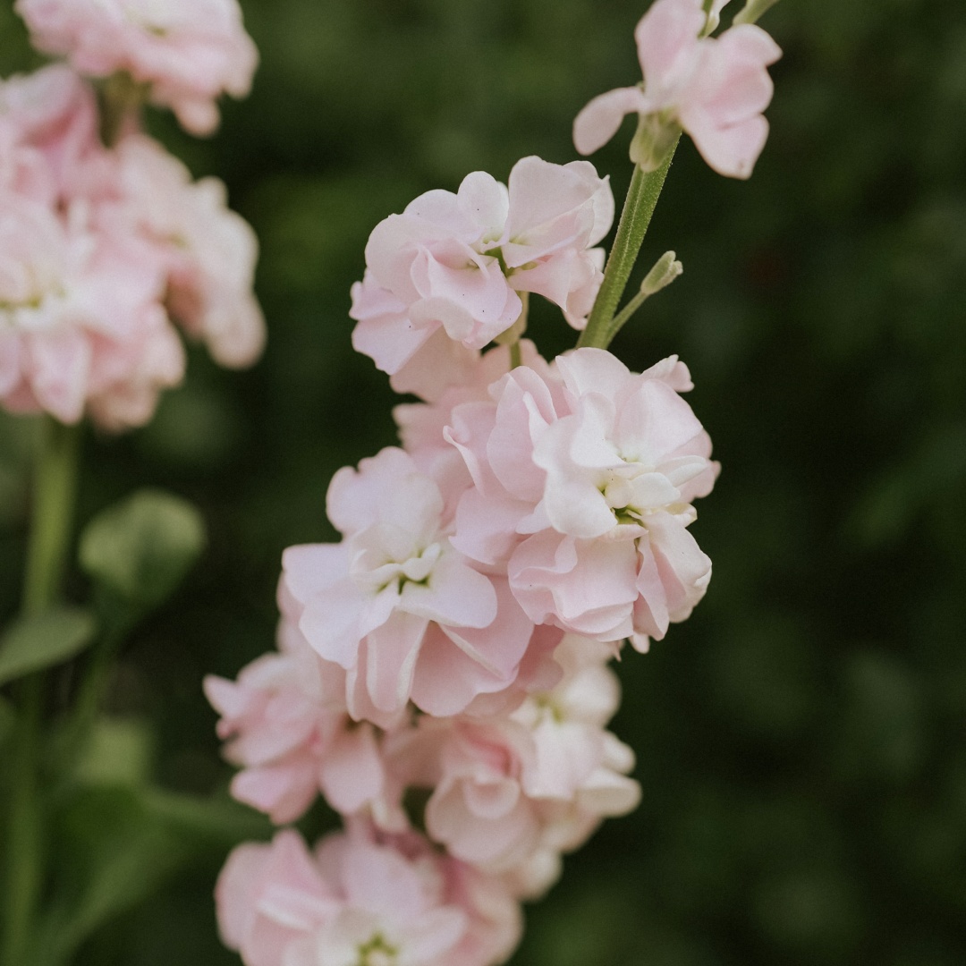 Lövkoja 'Early Iron Cherry Blossom'