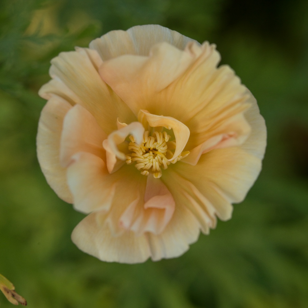 Sömntuta 'Thai Silk Pink Champagne'