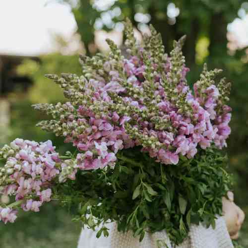 Leijonankita 'Potomac Lavender'