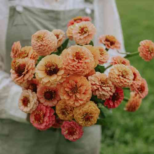 Zinnia 'Lilliput Peach Mix'