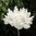 Oopiumunikko 'Double White'