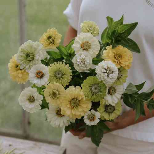 Zinnia 'Limoncello Mix' (Envy, Polarbear, Isabellina)