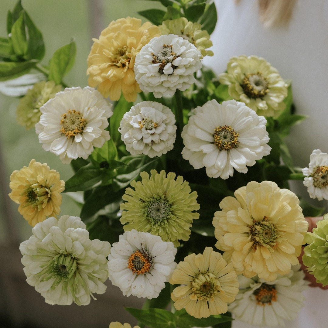 Zinnia 'Limoncello Mix'