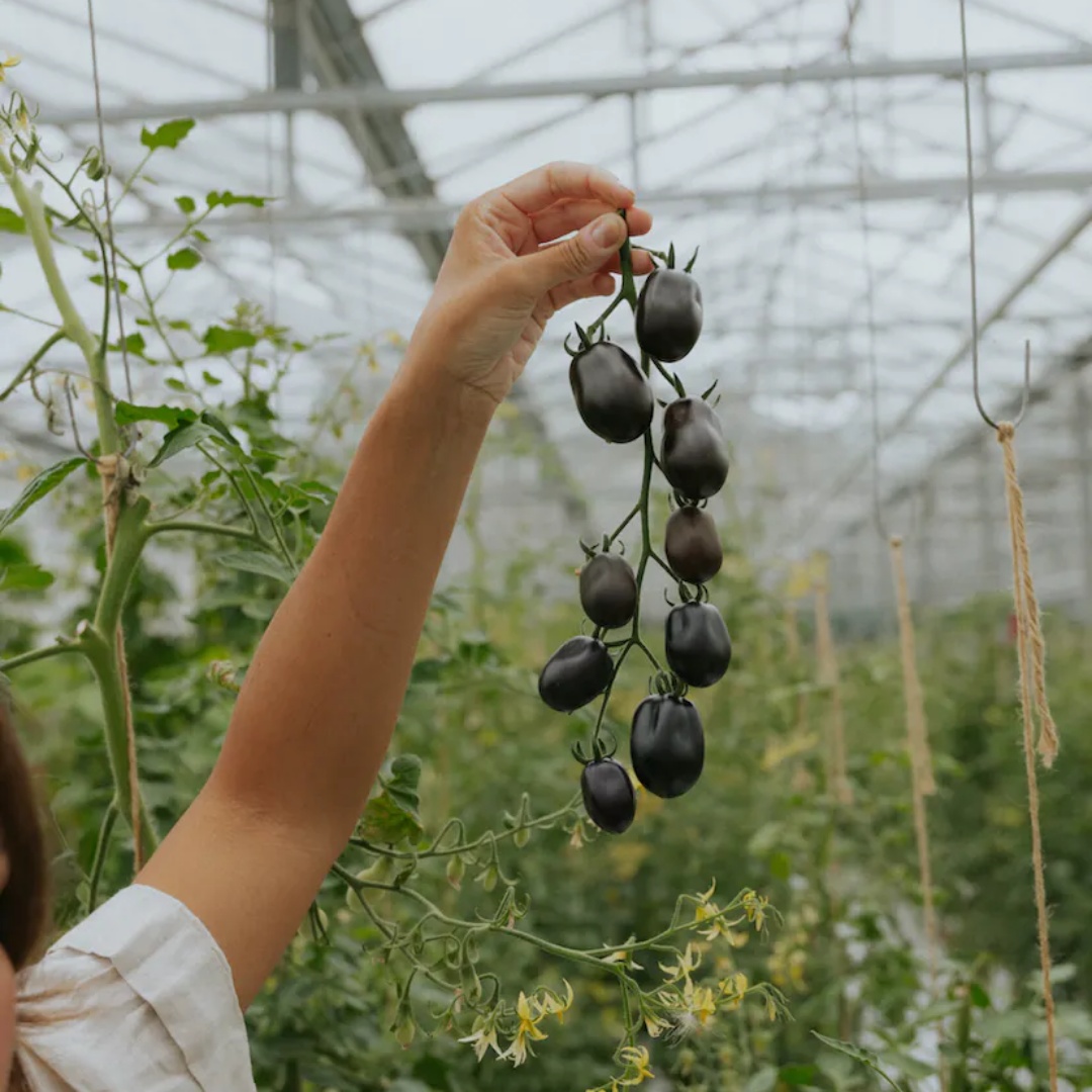 Körsbärstomat F1 'Nightshade'