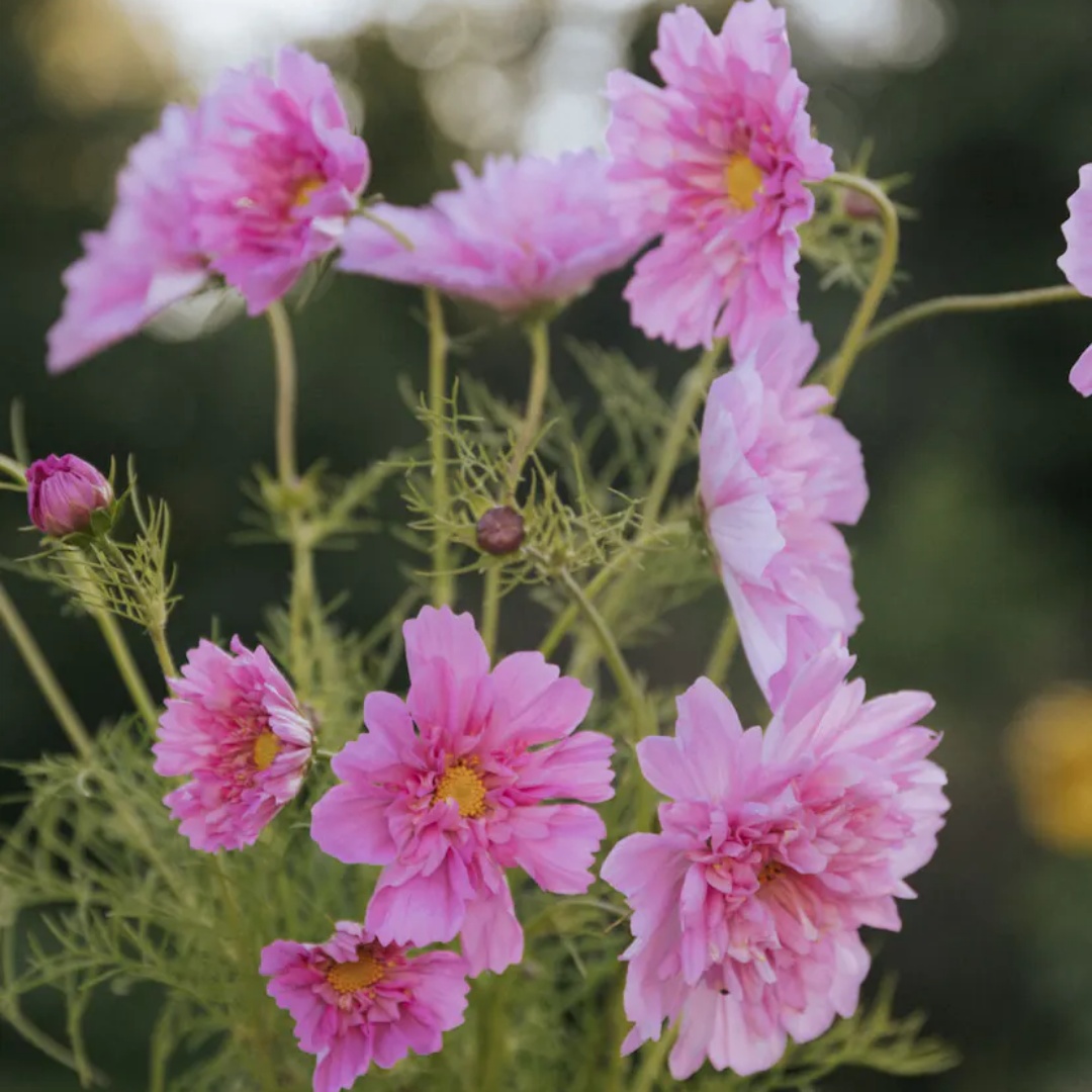 Rosenskära 'Double Click Rose Bonbon'