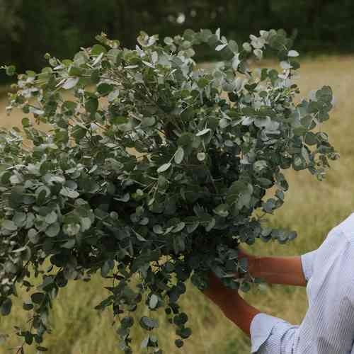 Eukalyptus 'Boxwood'