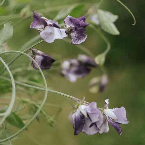 Tuoksuherne 'Nimbus'