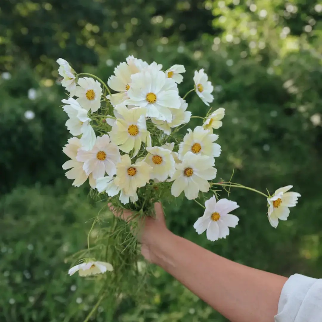Rosenskära 'Xanthos'