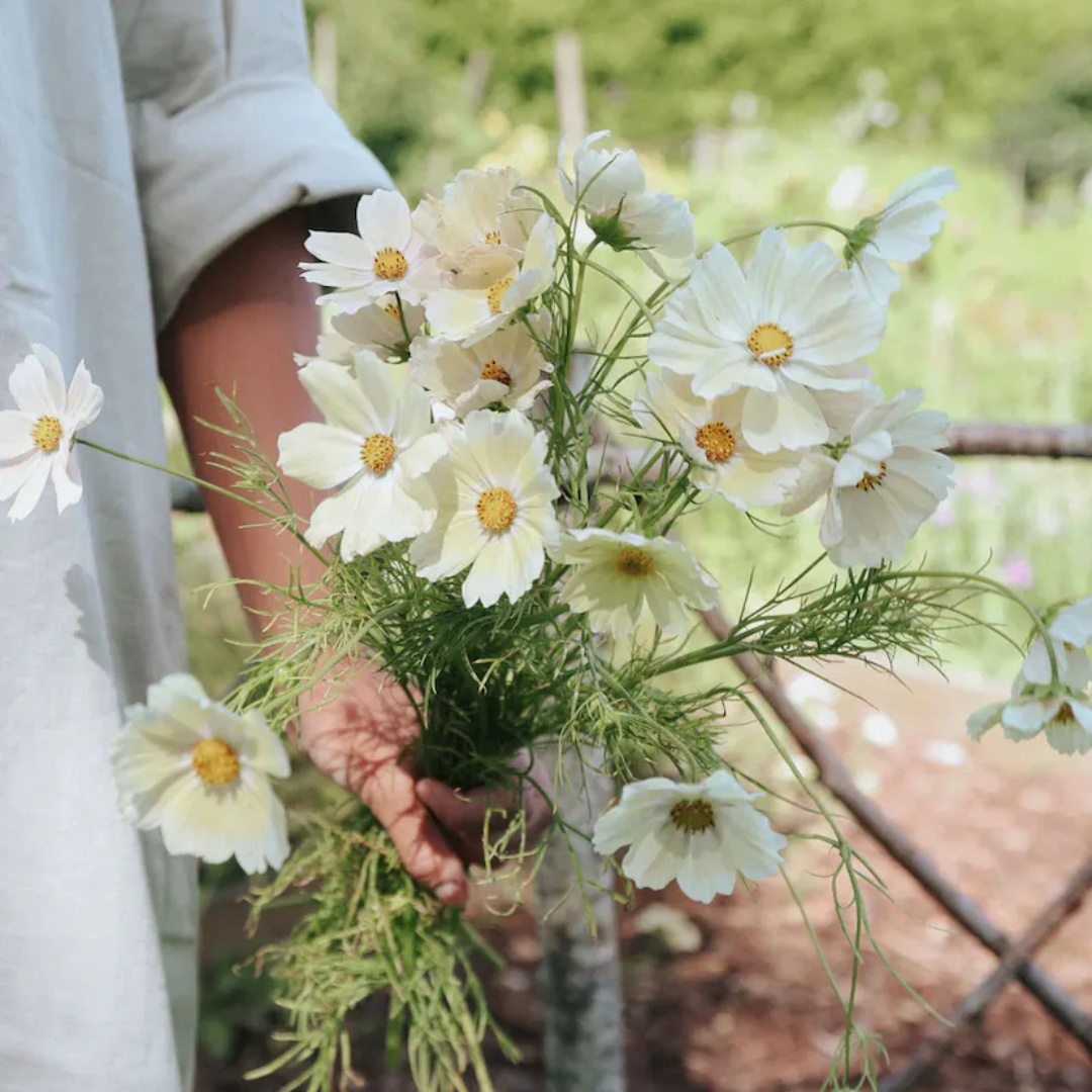 Rosenskära 'Xanthos'