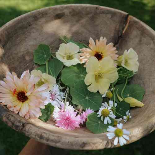 Ätbara blommor mix (Milkmaid, Pink Ball, Chamomille EKO, Pink Suprise)