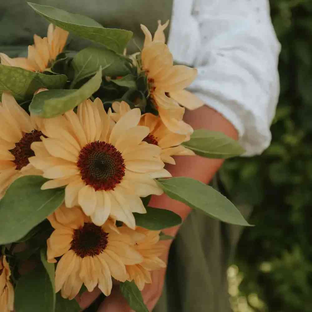 Solros 'Pro Cut Peach' F1