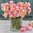 Ranunculus Amandine 'Pastel Pink'