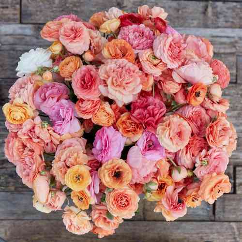 Ranunculus 'Pauline Champagne'