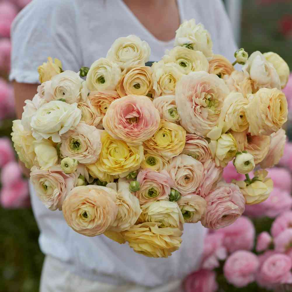 Ranunculus 'Wedding Pastel'