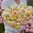 Ranunculus 'Wedding Pastel'