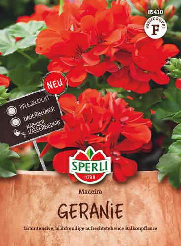 Pelargoni 'Madeira'