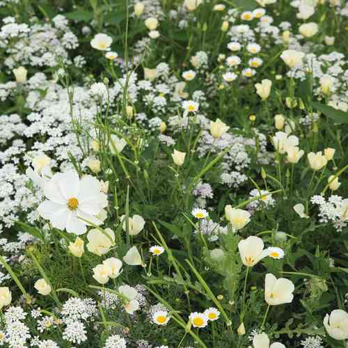 Kukkasekoite valkoisia sävyjä 125 m²