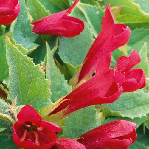 Lejongapsranka 'Red Dragon'