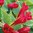 Punavaula 'Red Dragon'